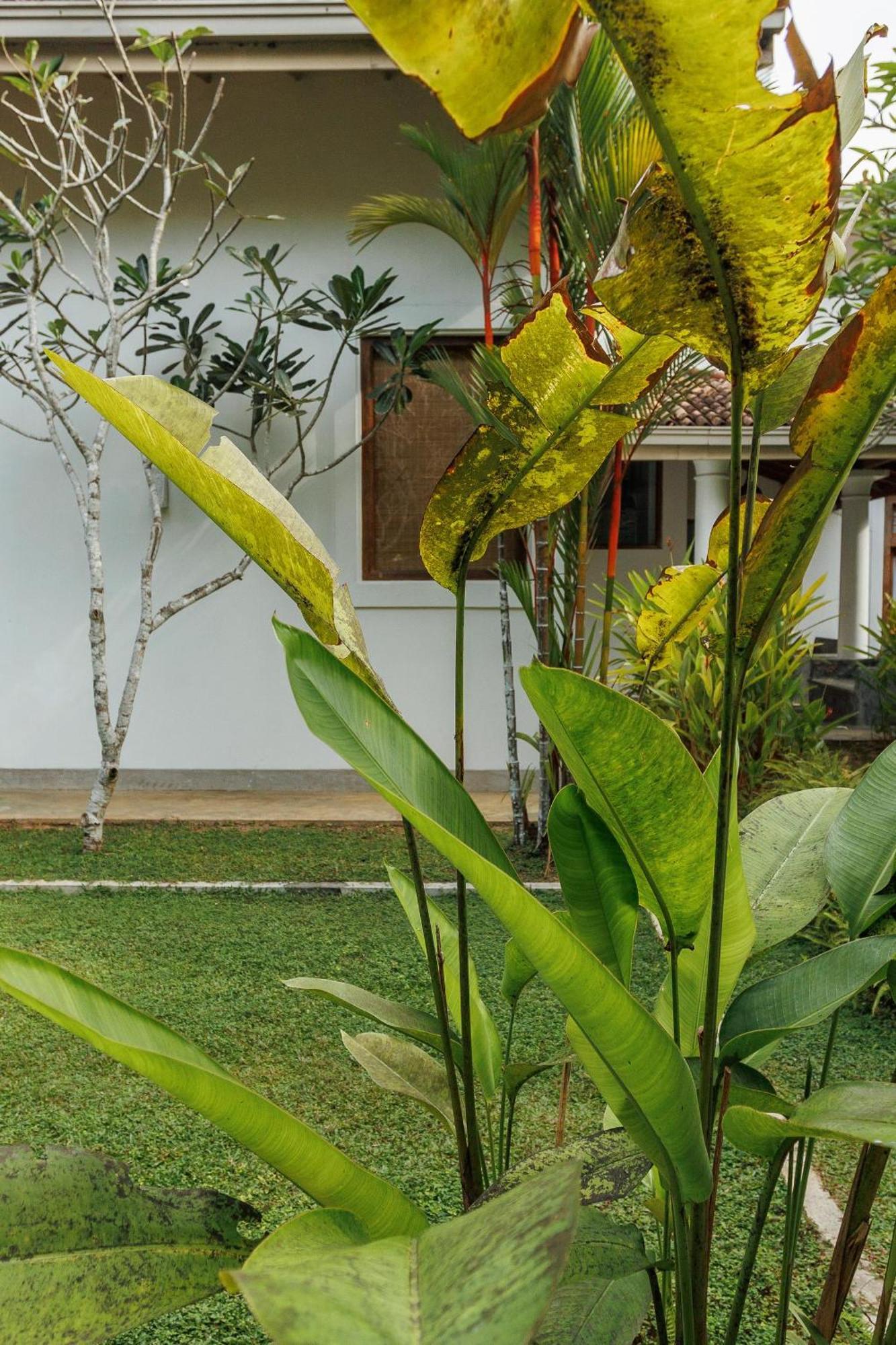 Villa White Queen Galle Exterior foto