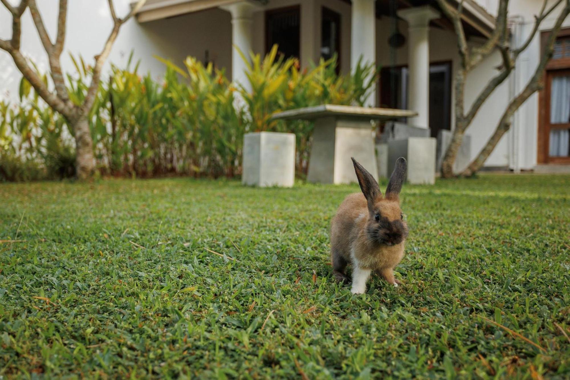 Villa White Queen Galle Exterior foto